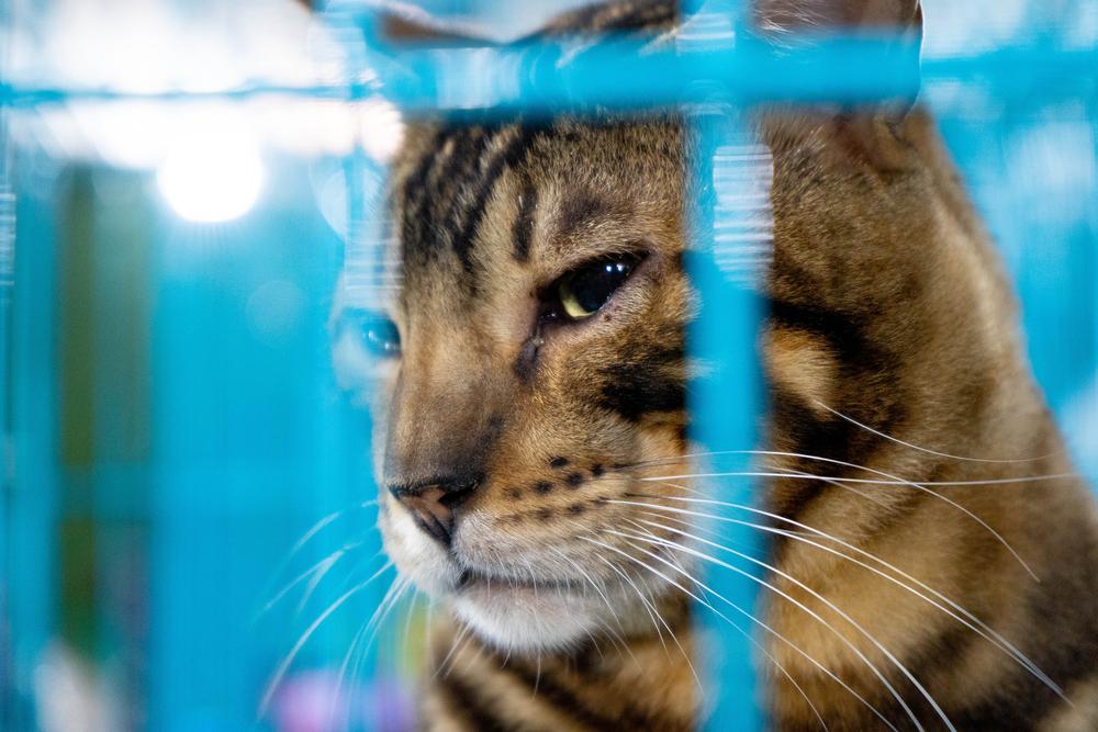 Уход и содержание породы сококе 