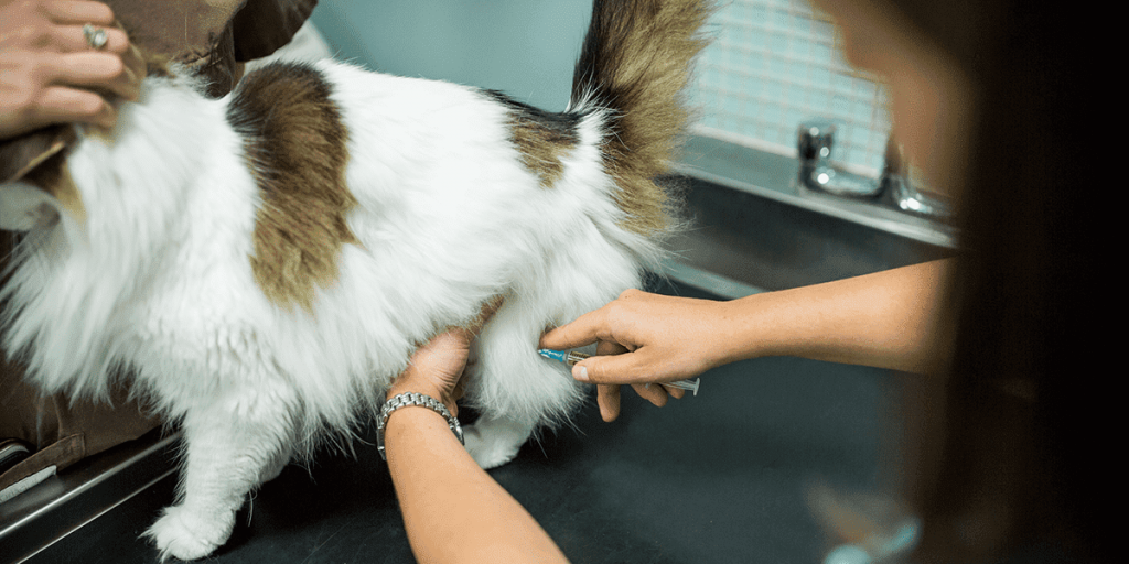 Последствия при уколе коту внутримышечно