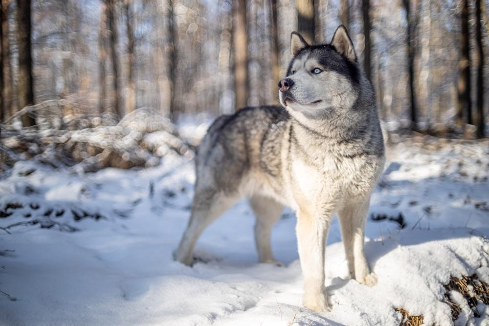 Каковы отличия в характере у хаски и маламута?