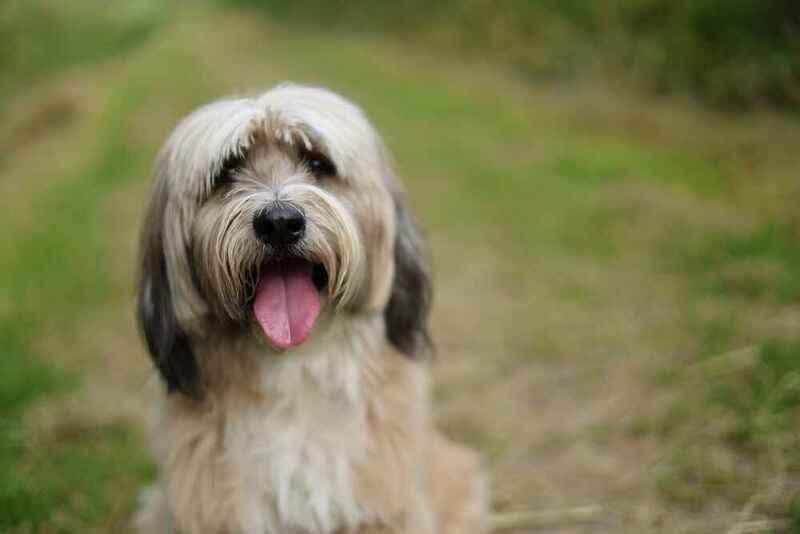 Как выбирать тибетского терьера?