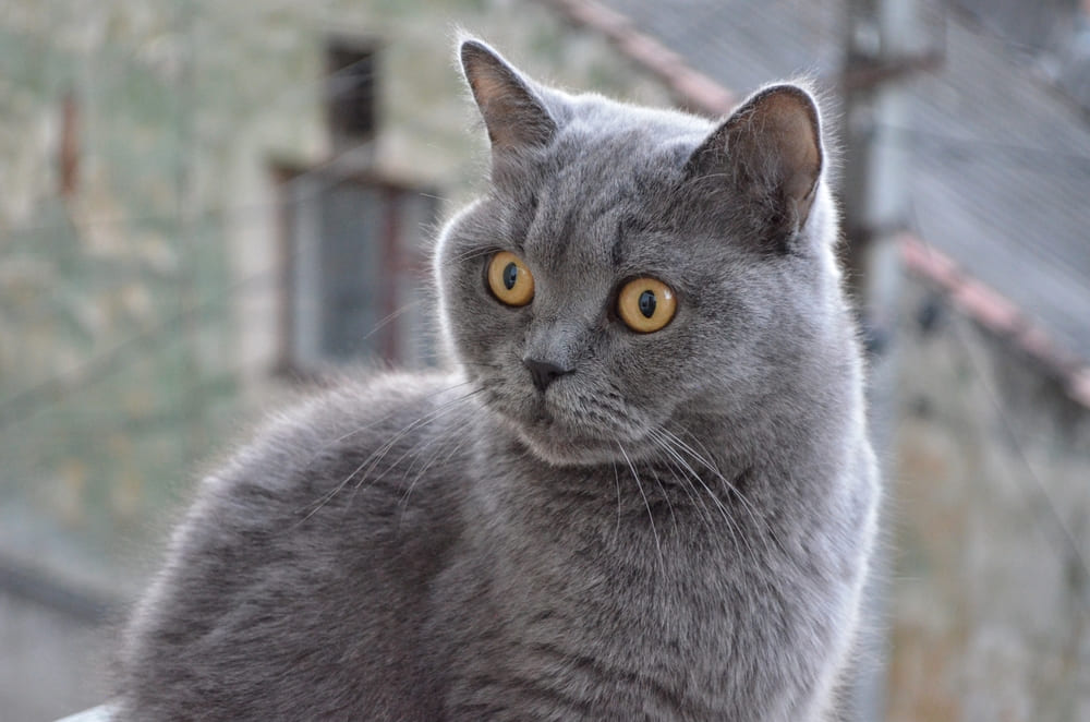 Во время течки шотландской кошке нужен уход