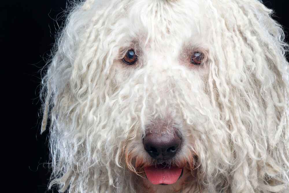 Половая зрелость у комондора наступает примерно в год