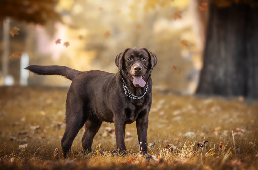 Владельцу важно контролировать, сколько длится беременность у лабрадора