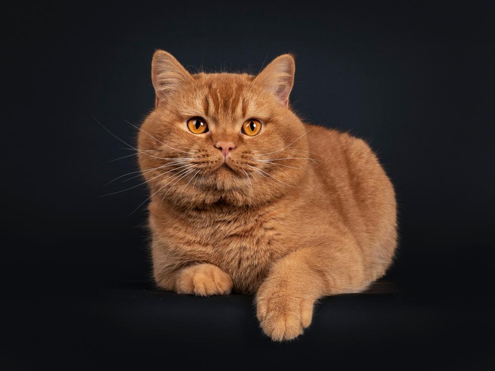 Самые необычные однотонные расцветки кошек: красный Самые необычные однотонные расцветки кошек: красный