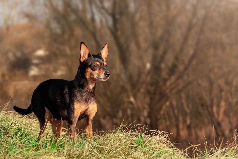 Пол отчасти влияет на то, сколько могут прожить пражские крысарики