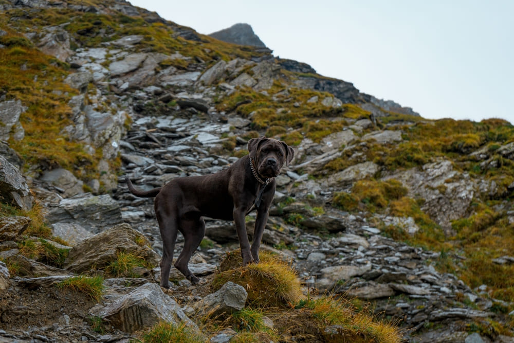 У кане-корсо могут диагностироваться болезни глаз