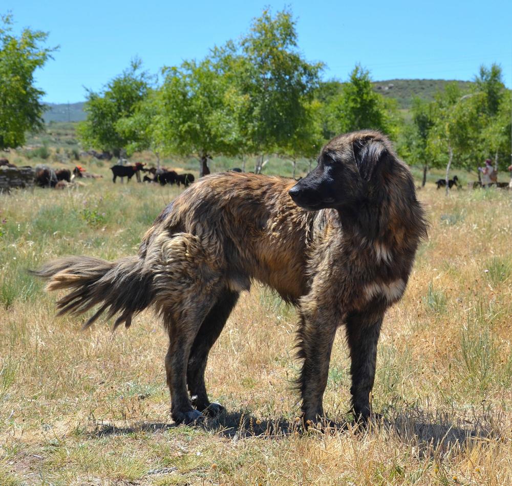 Внешность эштрельской овчарки