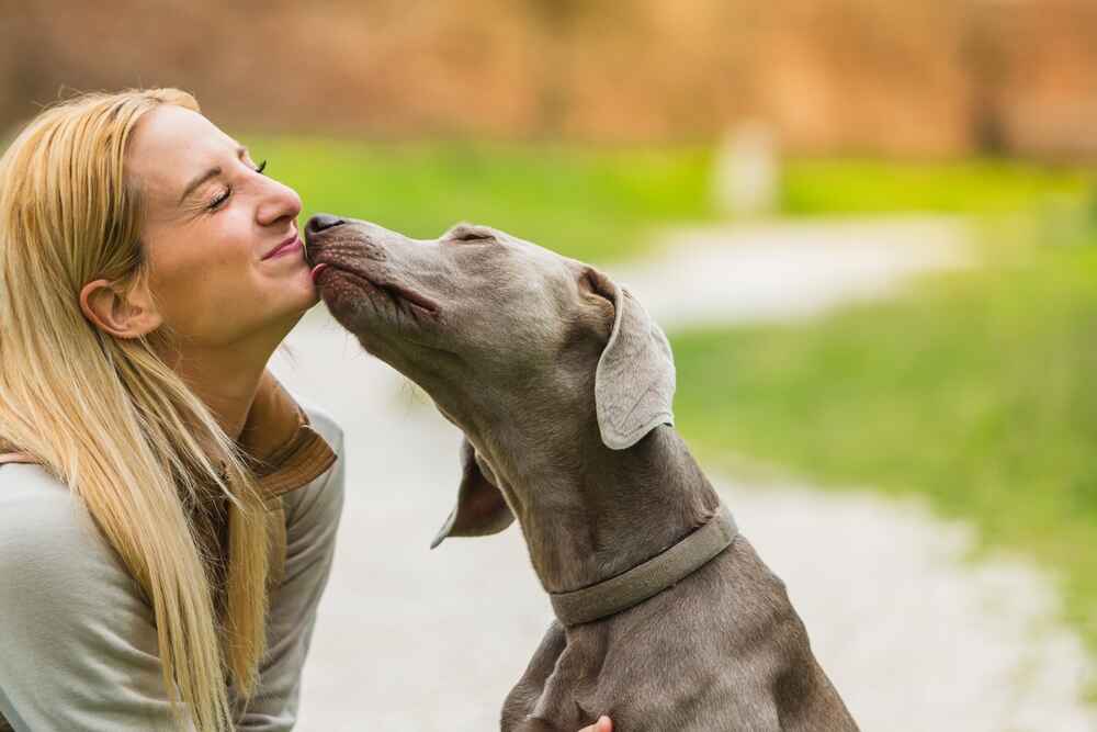 Веймаранер нуждается в дрессировке