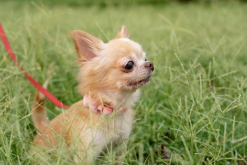 Можно ли научить щенка проситься в туалет