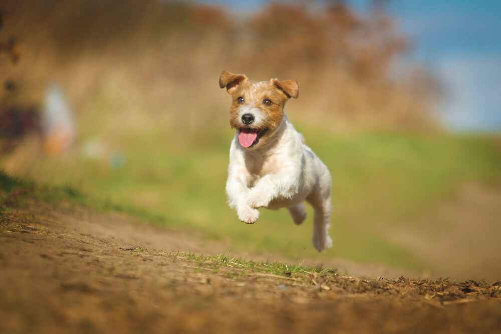 Парсон-рассел-терьер нуждается в особом рационе