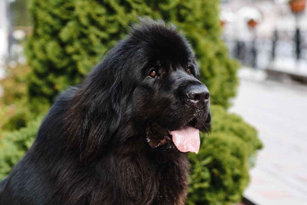 Владельцам интересно, сколько живут ньюфаундленды по человеческим меркам