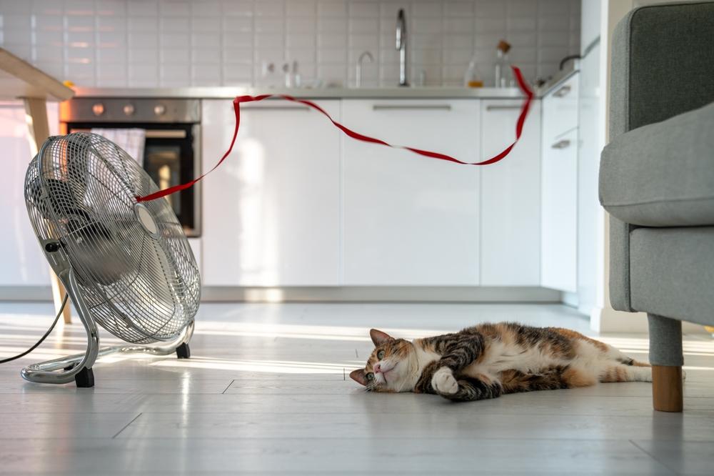 Почему кошка потеет сильнее обычного