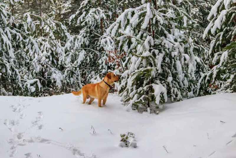 Лабрадор-ретривер энергичен и спортивен