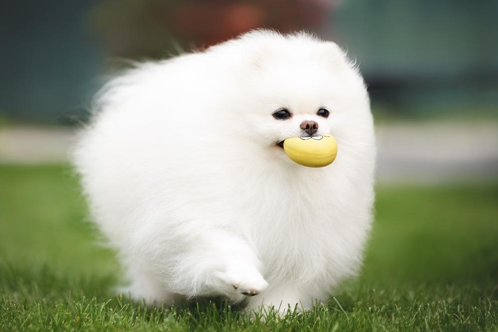 Какая кличка подойдет для белого померанского шпица?