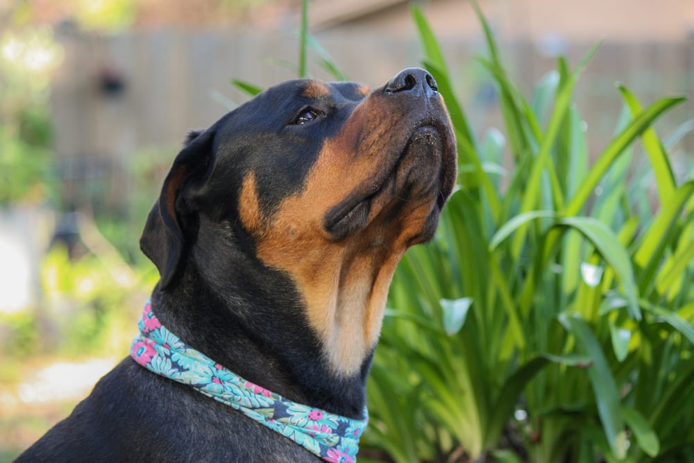 После вязки ротвейлеру нужен отдых