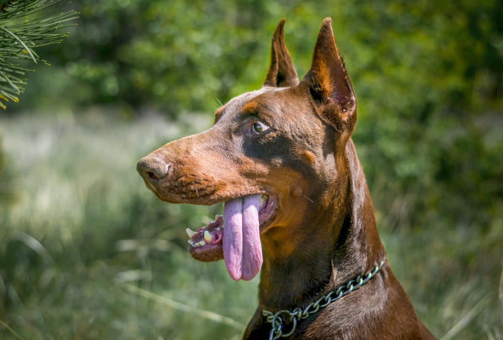 Течка у добермана длится определенное время