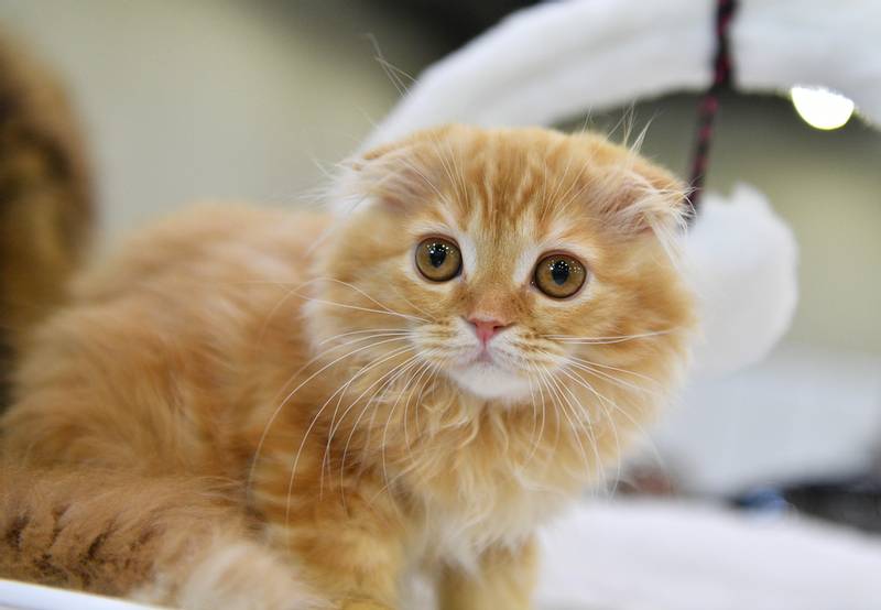 Содержание хайленд-фолда