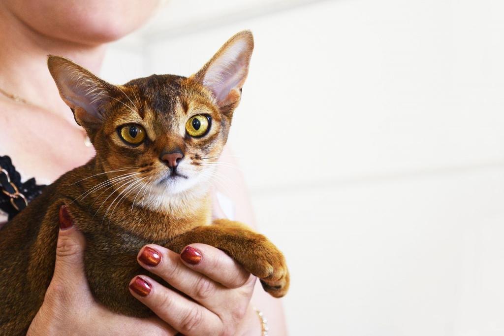 Нужен ли котам с необычными ушами особый уход?