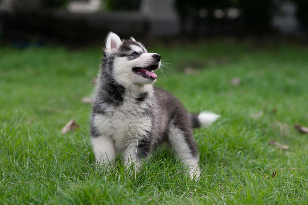 Гиперактивность у щенка  Гиперактивность у щенка