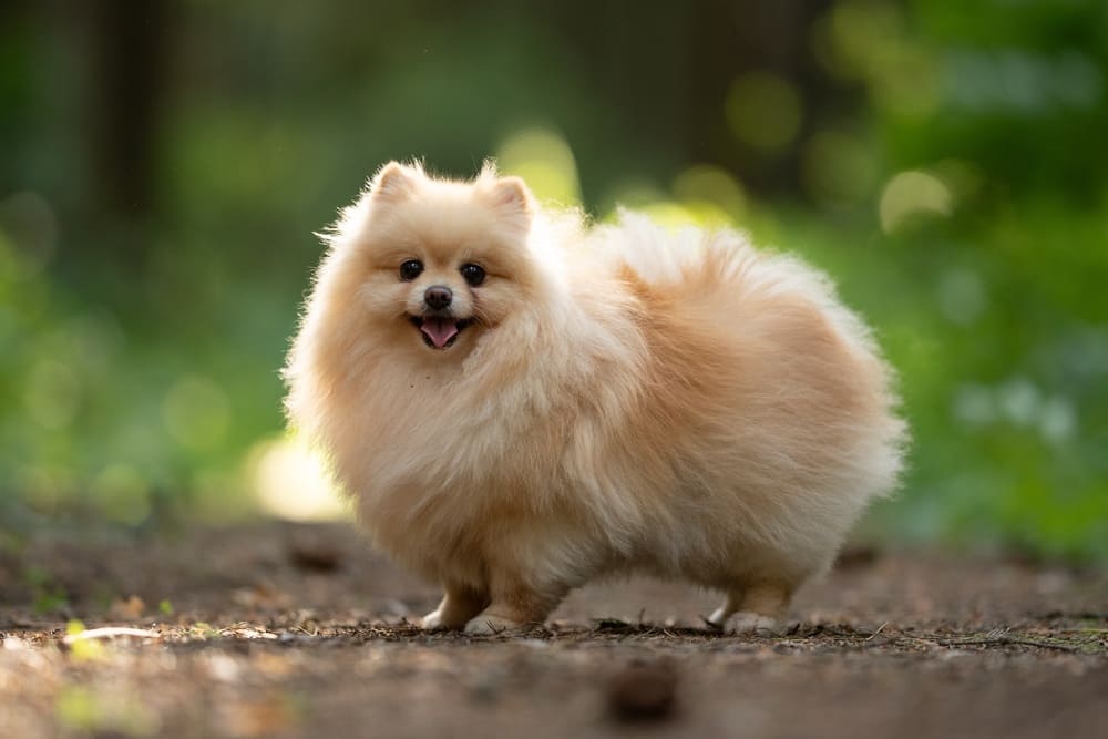 Пол не оказывает влияния на то, сколько может прожить шпиц