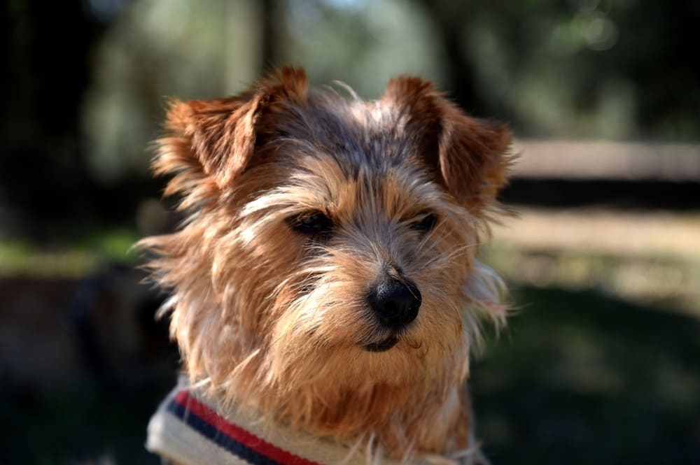 Так выглядит норфолк-терьер