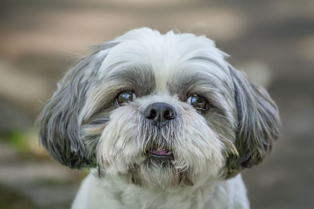 У ши-тцу диагностируют болезни глаз