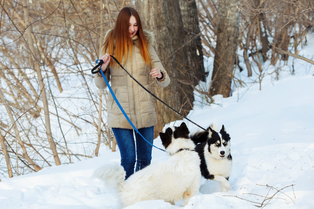 Якутские лайки хорошо относятся к сородичам