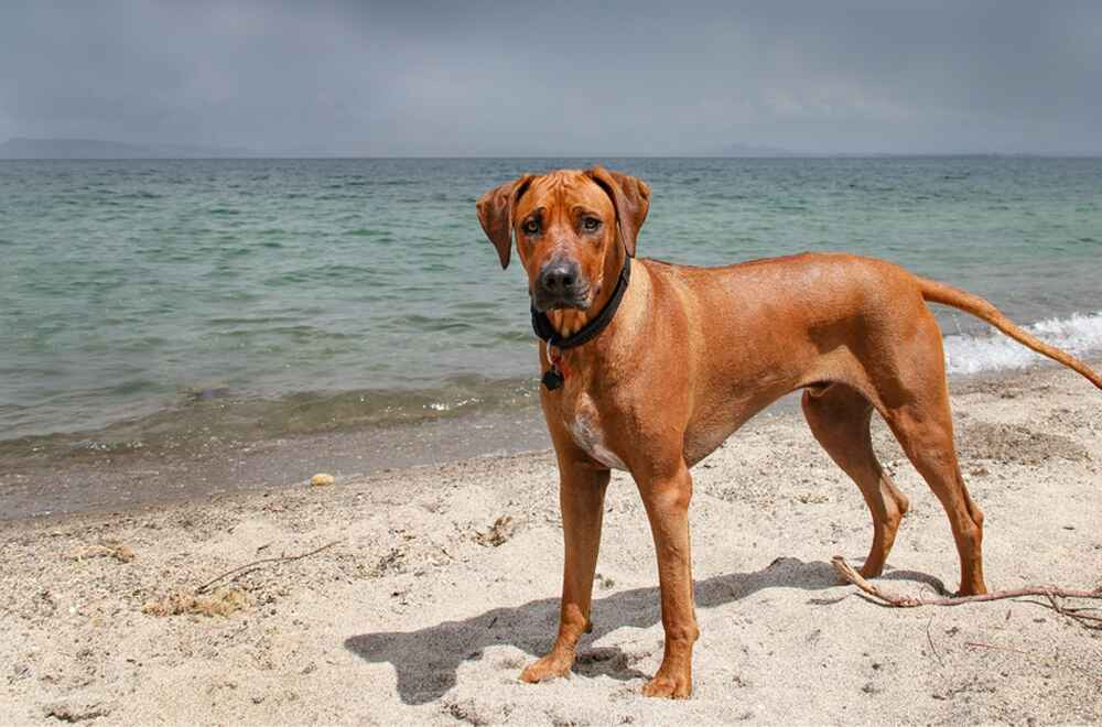 Как разводят родезийских риджбеков?