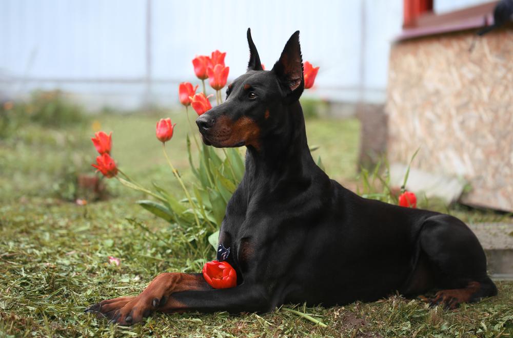 самые преданные породы собак: доберман.jpg самые преданные породы собак: доберман.jpg