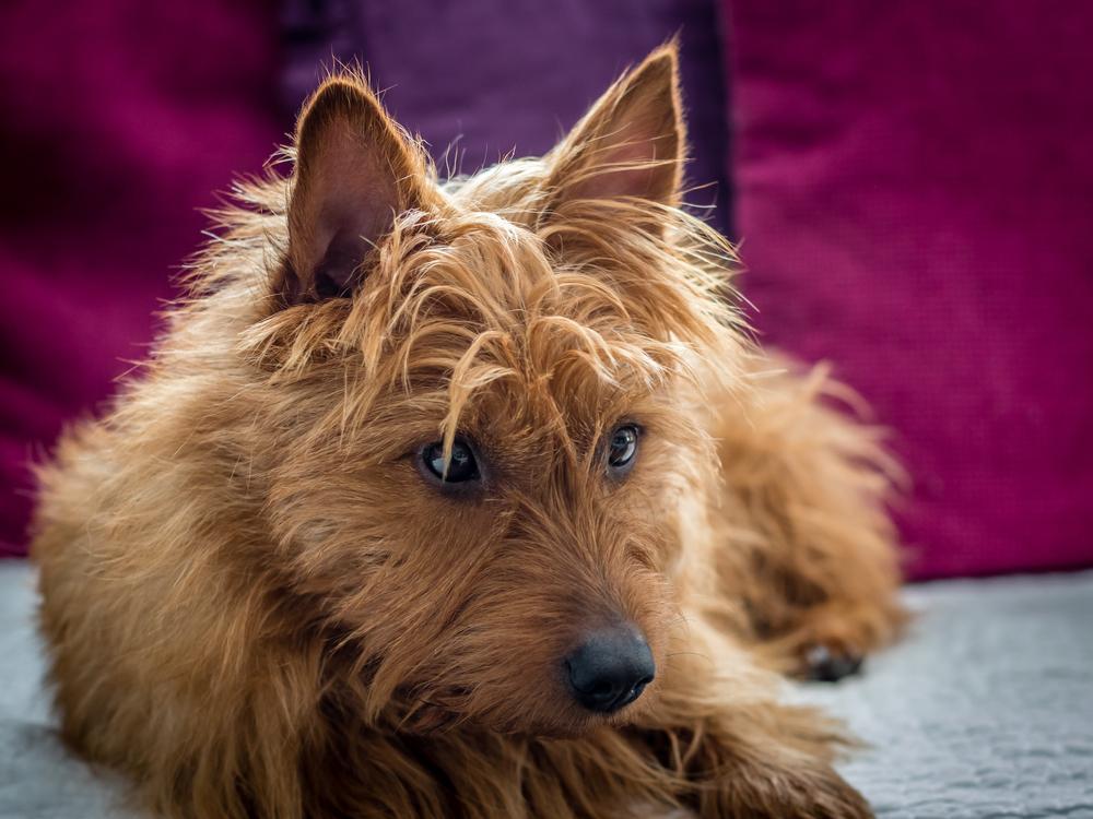 Возможные заболевания австралийского терьера 