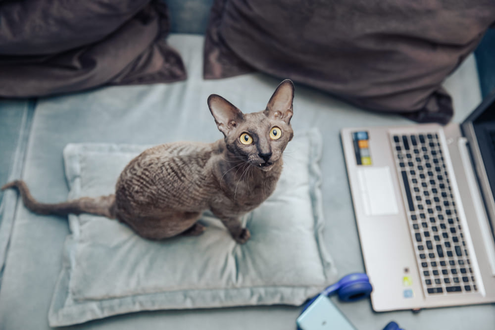 То, сколько прожил корниш-рекс, можно сравнить с человеческим возрастом