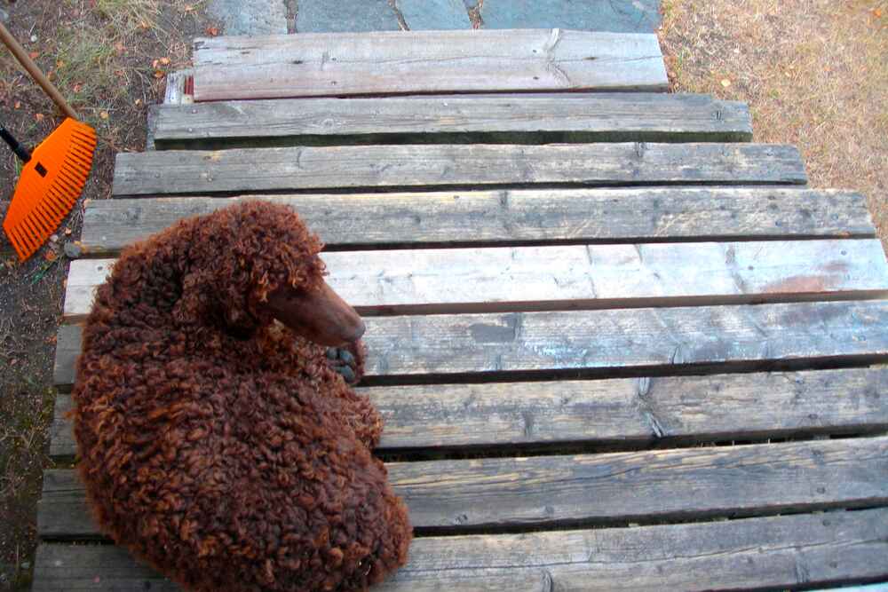 Как выбирать ирландского водяного спаниеля?