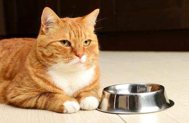 Кошка не ест сухой корм