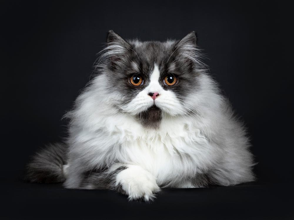 Окрасы британских кошек с белым: дымчатый с белым