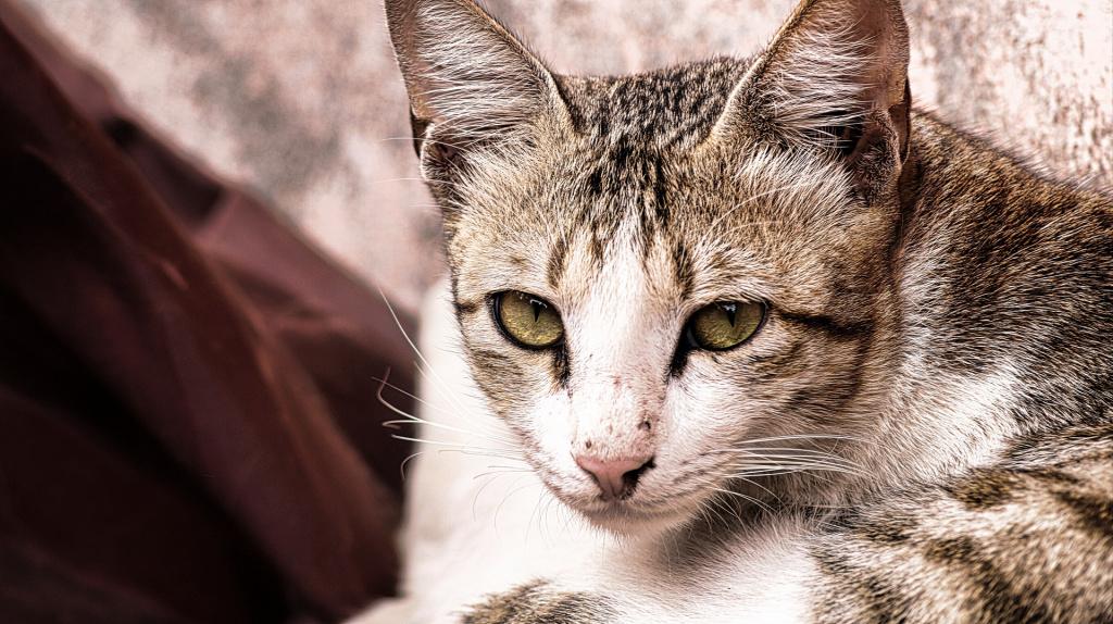 Вялость потеря аппетита после прививки у кошки 