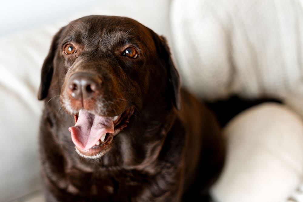 Гигиена влияет на то, сколько живут лабрадоры