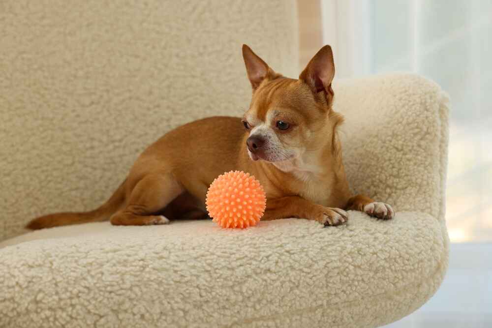 Владельцу важно знать, сколько длится беременность у чихуахуа и когда начнутся роды