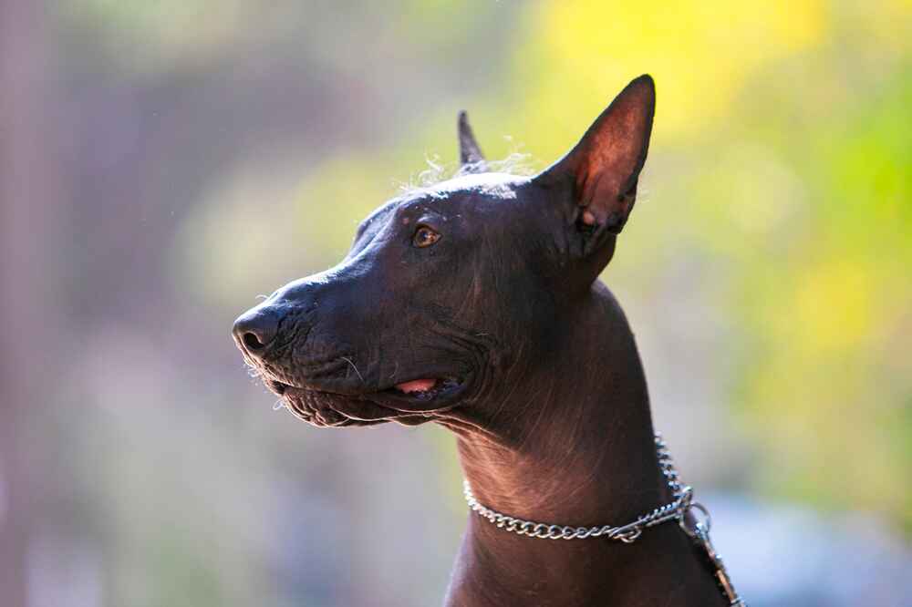 Владельцу нужно знать, сколько живет ксолоитцкуинтли