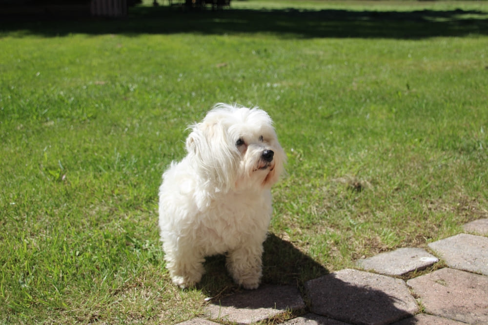 Котон-де-тулеара лучше покупать у проверенного заводчика