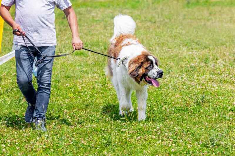 Вес московской сторожевой зависит от многих факторов