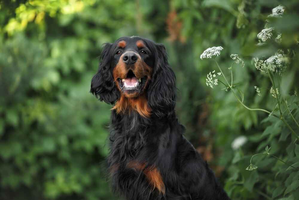 Питание шотландского сеттера должно быть правильным