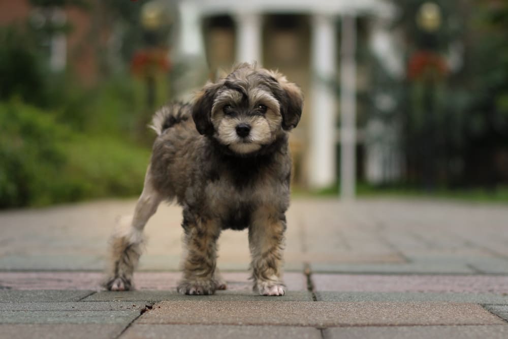 Левхен имеет характерные заболевания