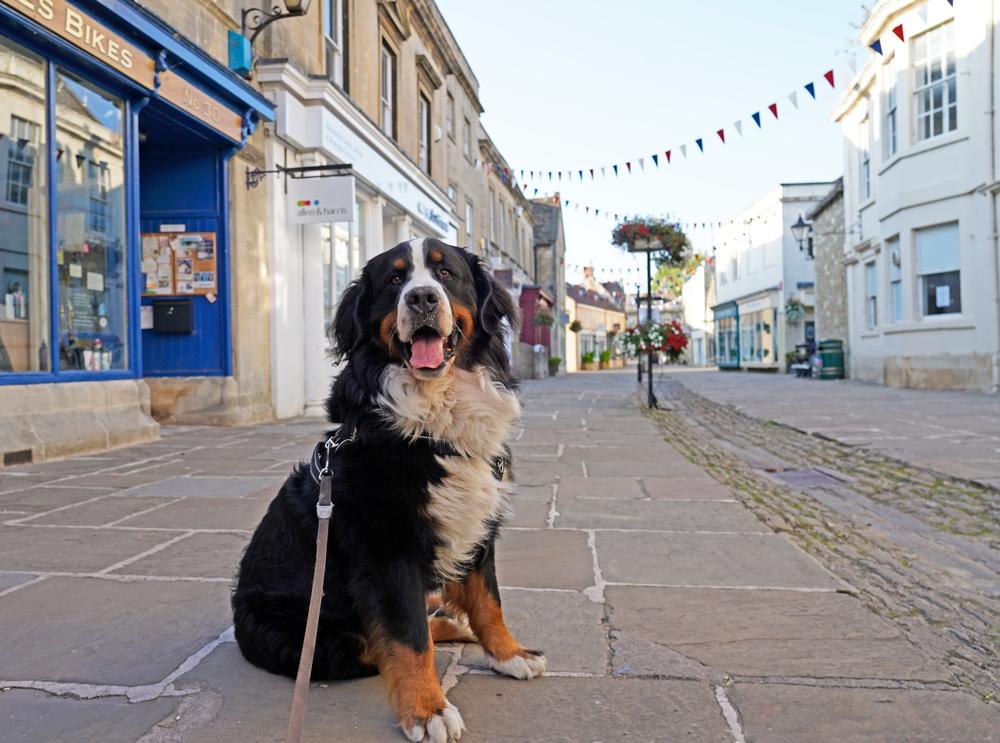 Английские имена для собак Английские имена для собак