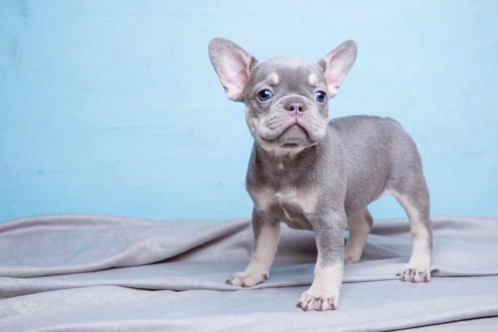 Редкие окрасы французских бульдогов: голубо-палевый Редкие окрасы французских бульдогов: голубо-палевый
