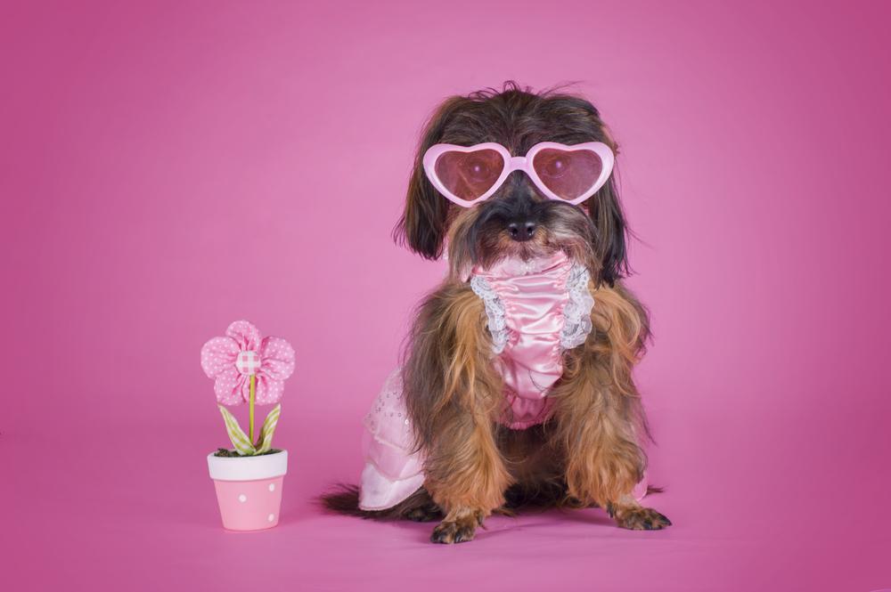 Содержание петербургской орхидеи 