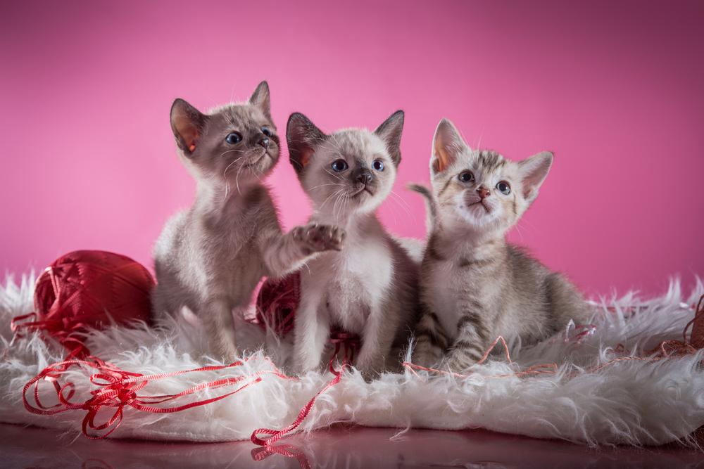 Советы по выбору котенка тонкинской кошки