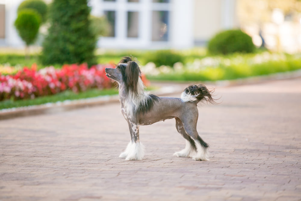 Для китайской хохлатой важны гигиенические процедуры