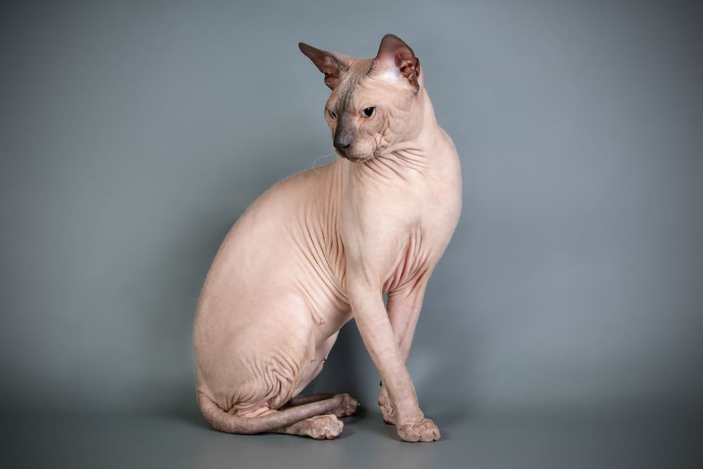 Питание влияет на то, сколько проживет донской сфинкс