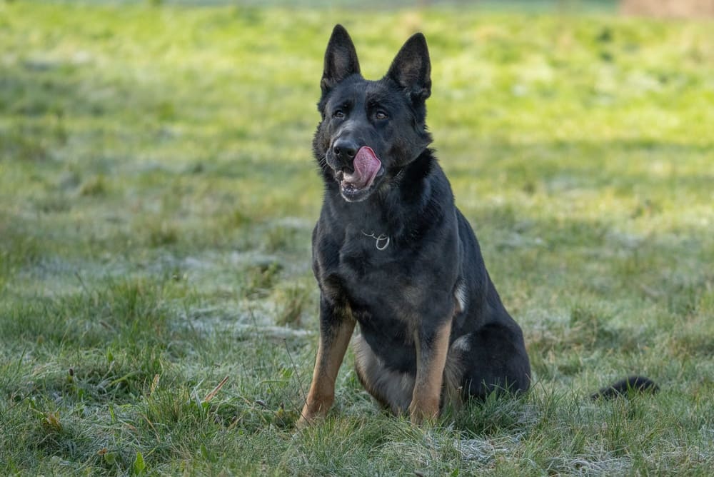 Правильный уход влияет на то, сколько живут немецкие овчарки