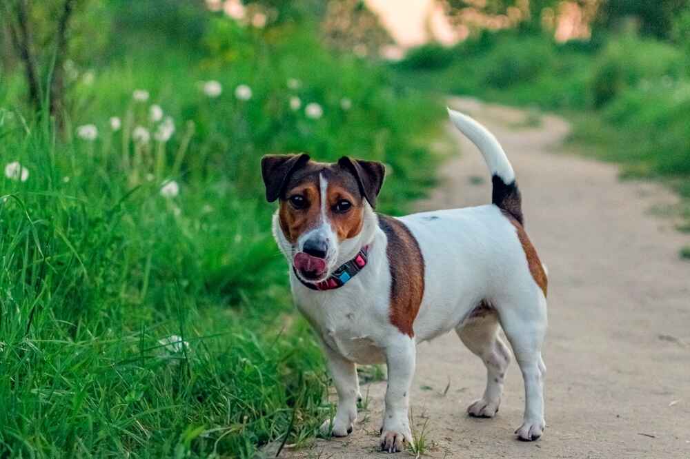 Владельцу важно следить, сколько длится беременность у джек-рассел-терьера, чтобы не пропустить роды